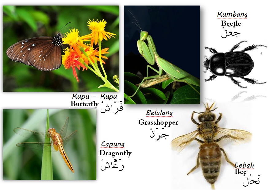 Detail Bahasa Arab Kupu Kupu Nomer 7