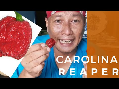 Detail Bahaya Carolina Reaper Nomer 20