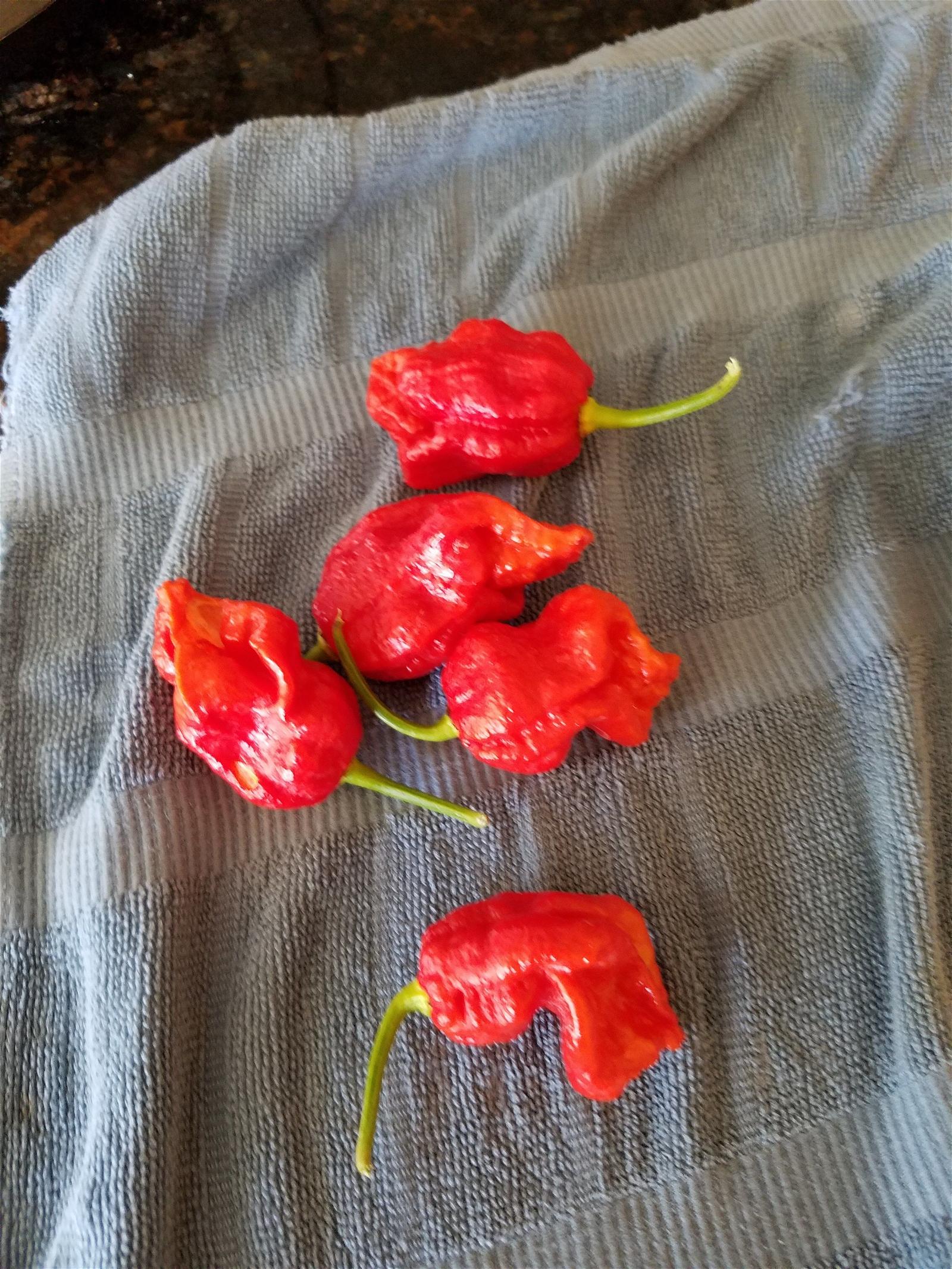 Detail Bahaya Carolina Reaper Nomer 34