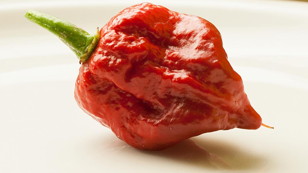 Detail Bahaya Carolina Reaper Nomer 7