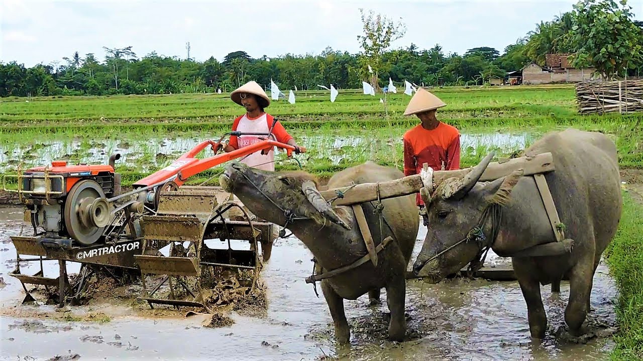 Detail Bajak Sawah Dengan Kerbau Nomer 2