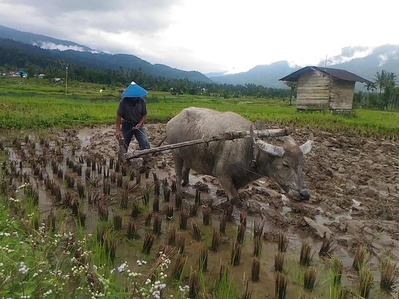 Detail Bajak Sawah Dengan Kerbau Nomer 11