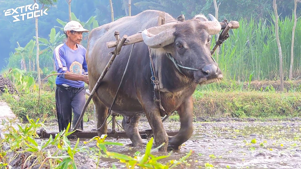 Detail Bajak Sawah Dengan Kerbau Nomer 3