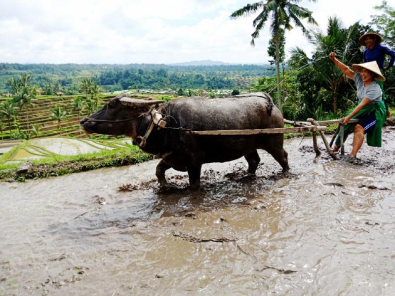 Detail Bajak Sawah Dengan Kerbau Nomer 20