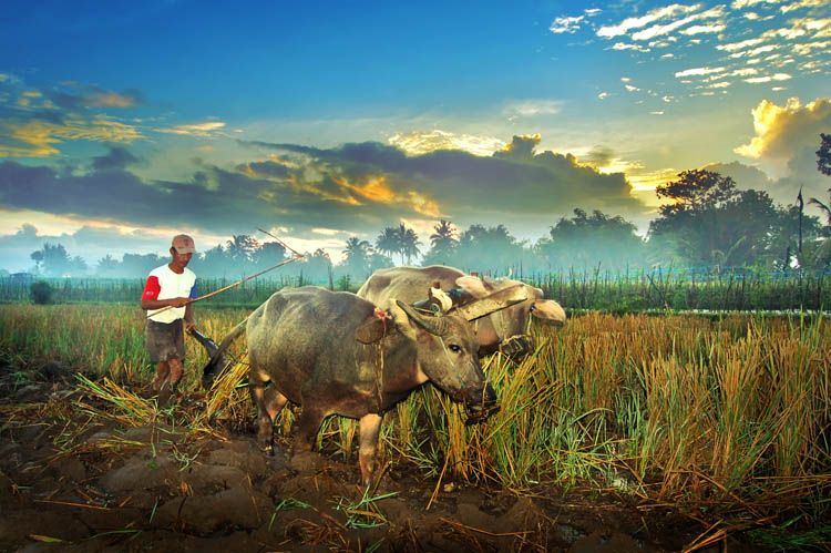 Detail Bajak Sawah Dengan Kerbau Nomer 24