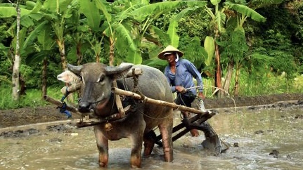 Detail Bajak Sawah Dengan Kerbau Nomer 28