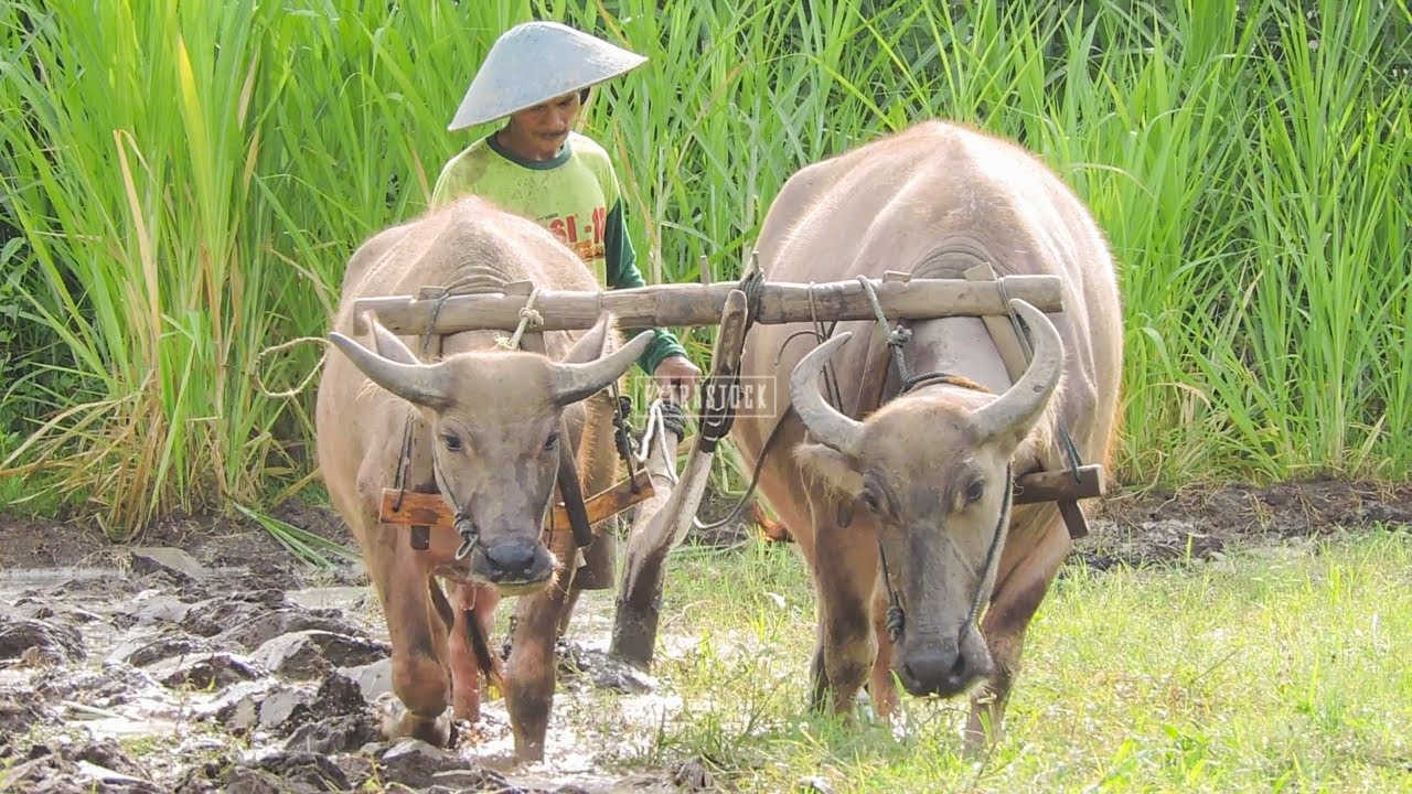 Detail Bajak Sawah Dengan Kerbau Nomer 4