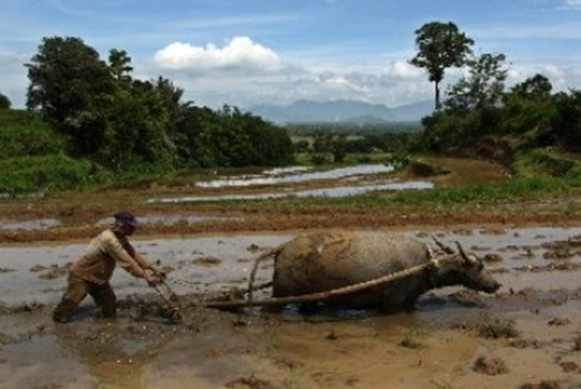 Detail Bajak Sawah Dengan Kerbau Nomer 29