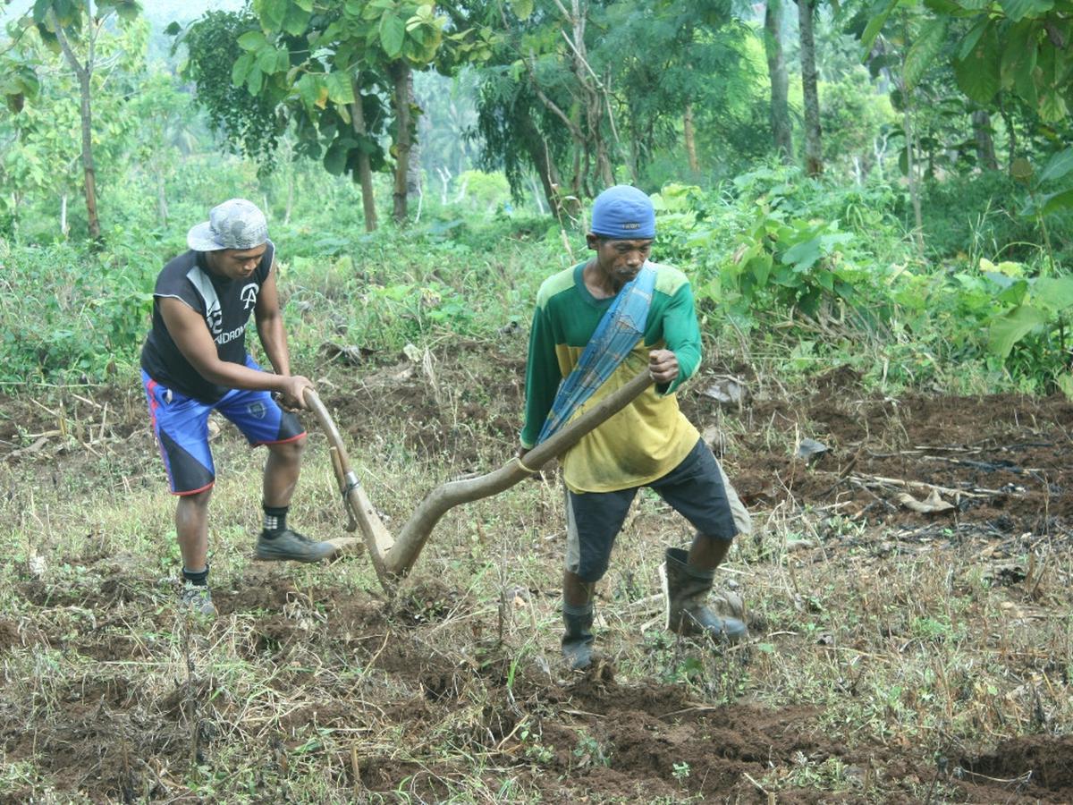 Detail Bajak Sawah Dengan Kerbau Nomer 30