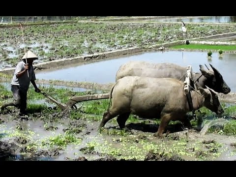 Detail Bajak Sawah Dengan Kerbau Nomer 33