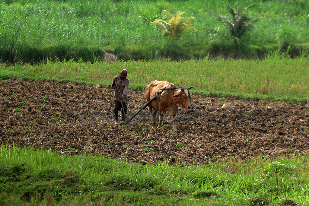 Detail Bajak Sawah Dengan Kerbau Nomer 34