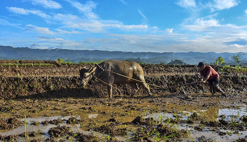 Detail Bajak Sawah Dengan Kerbau Nomer 36