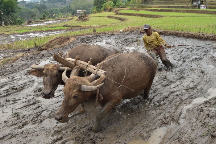 Detail Bajak Sawah Dengan Kerbau Nomer 5