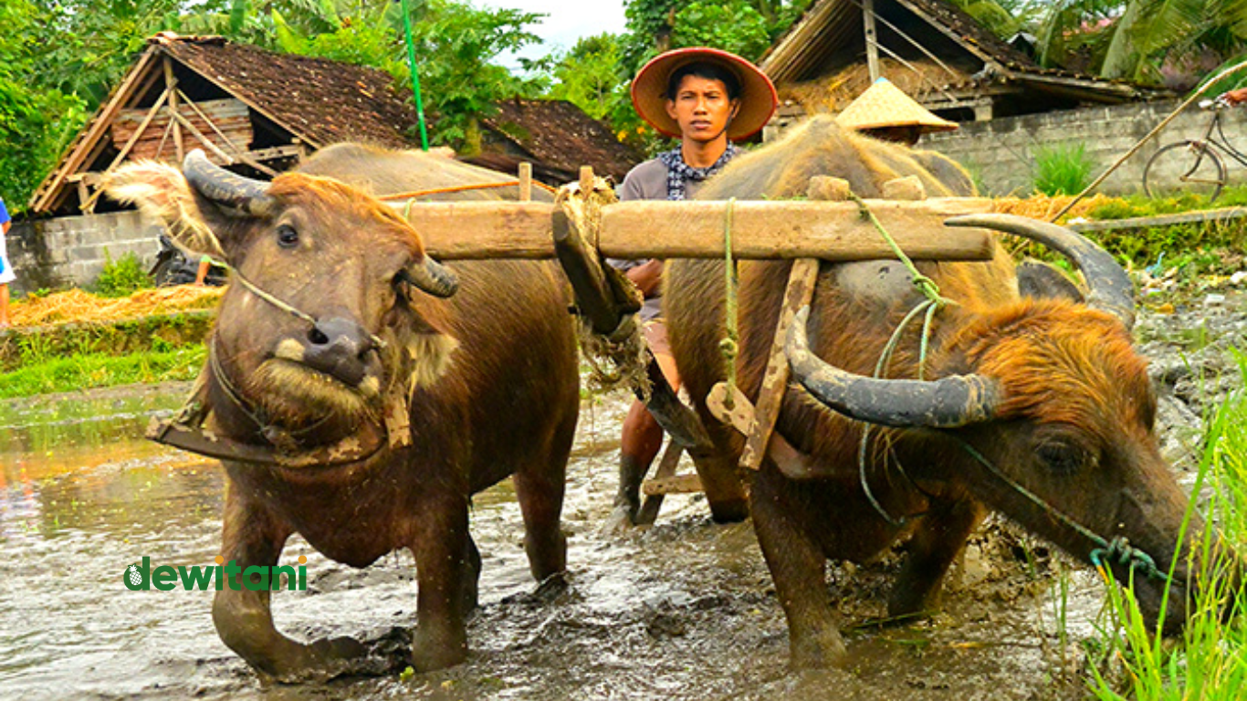 Detail Bajak Sawah Dengan Kerbau Nomer 38