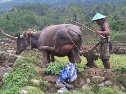 Detail Bajak Sawah Dengan Kerbau Nomer 39