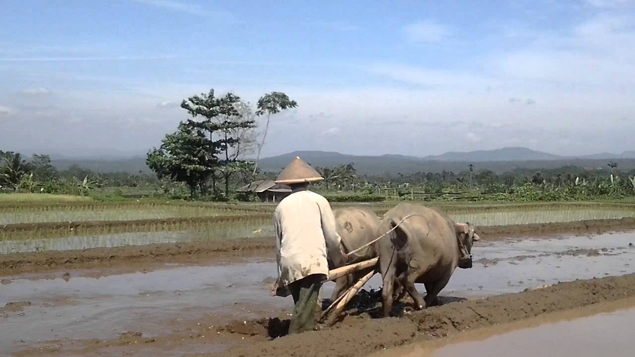 Detail Bajak Sawah Dengan Kerbau Nomer 41