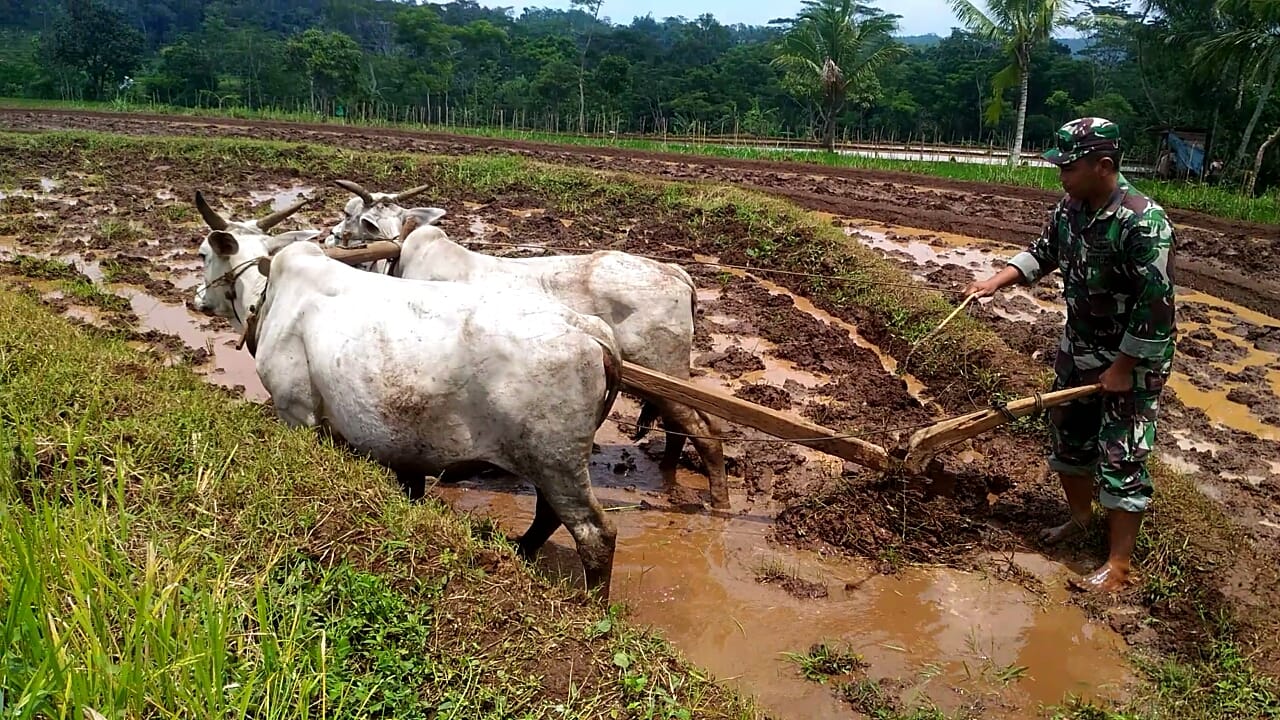 Detail Bajak Sawah Dengan Kerbau Nomer 44