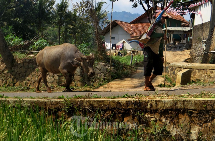 Detail Bajak Sawah Dengan Kerbau Nomer 48