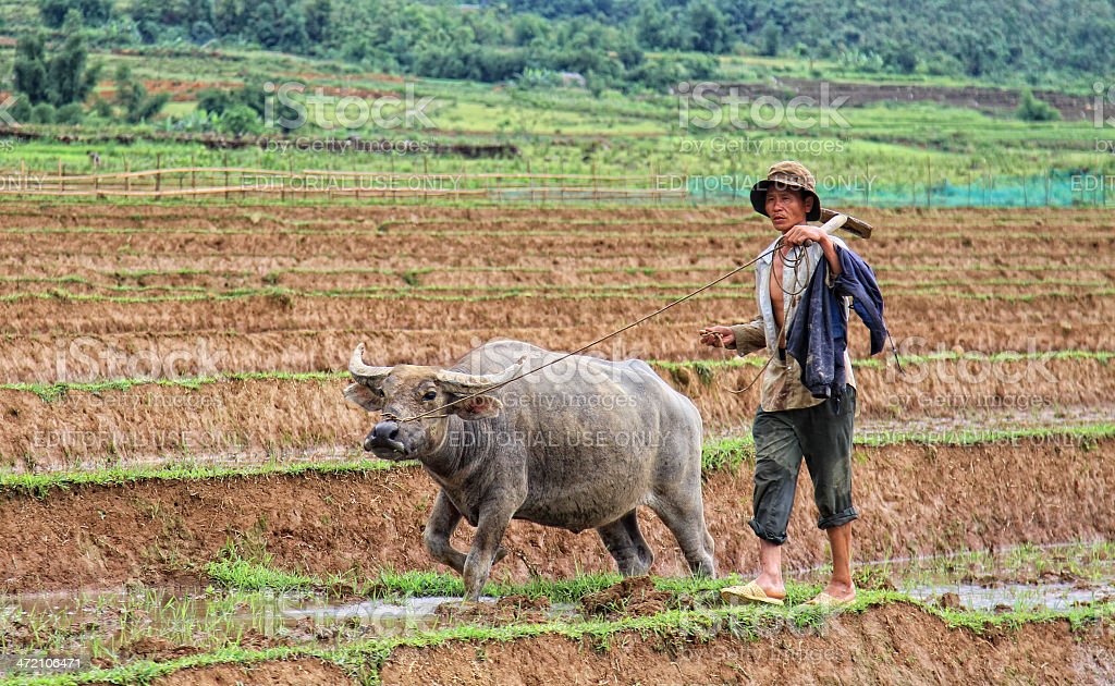 Detail Bajak Sawah Dengan Kerbau Nomer 50