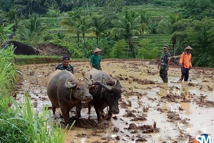 Detail Bajak Sawah Dengan Kerbau Nomer 6