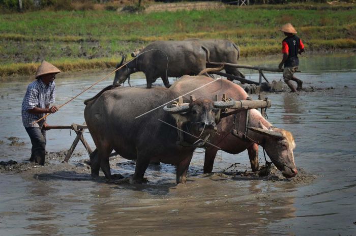 Detail Bajak Sawah Dengan Kerbau Nomer 8