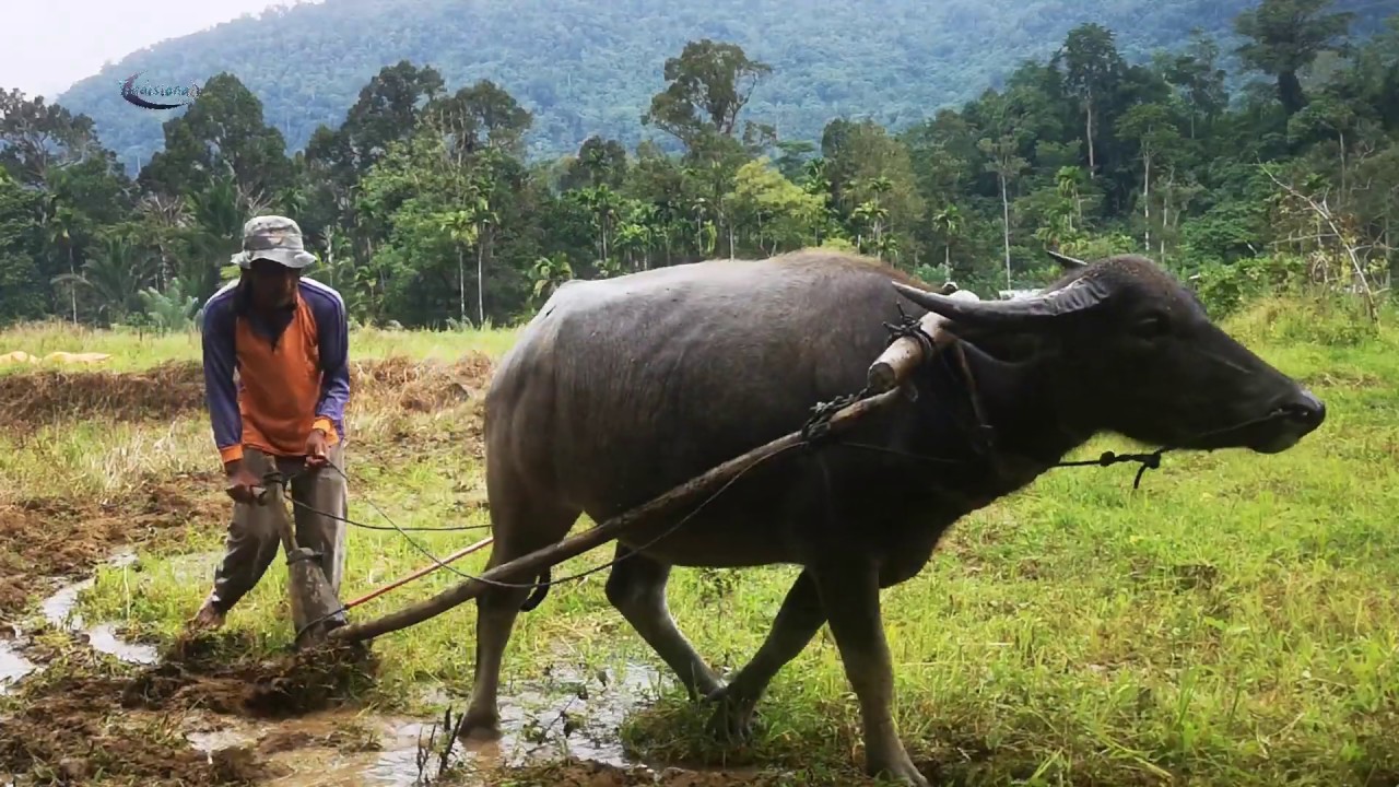 Detail Bajak Sawah Dengan Kerbau Nomer 9