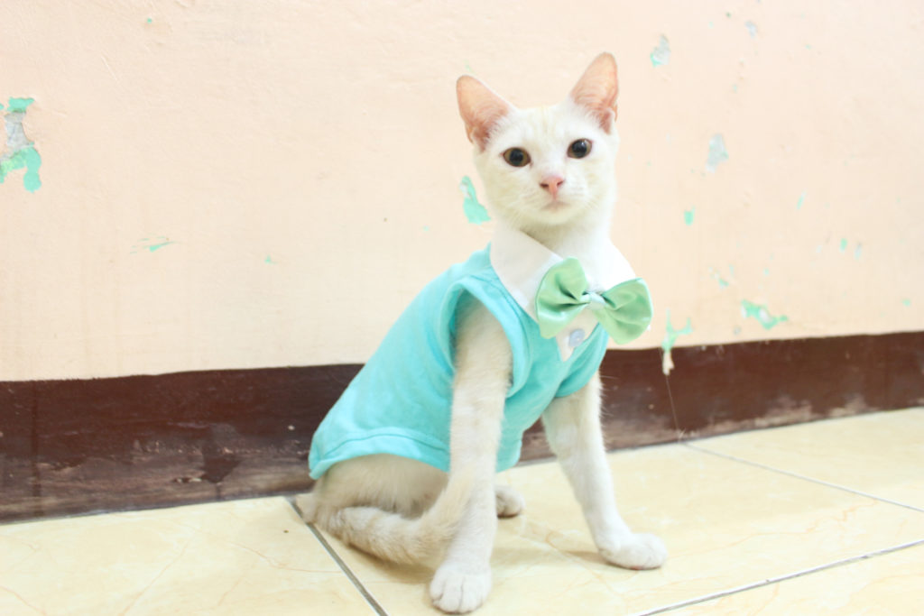 Detail Baju Gambar Kucing Nomer 32