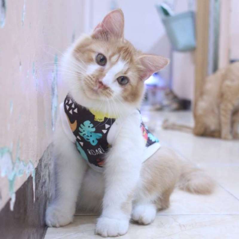 Detail Baju Gambar Kucing Nomer 49