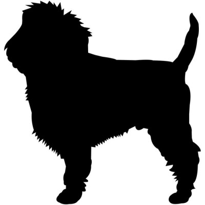 Detail Cavapoo Wurfplanung Nomer 10