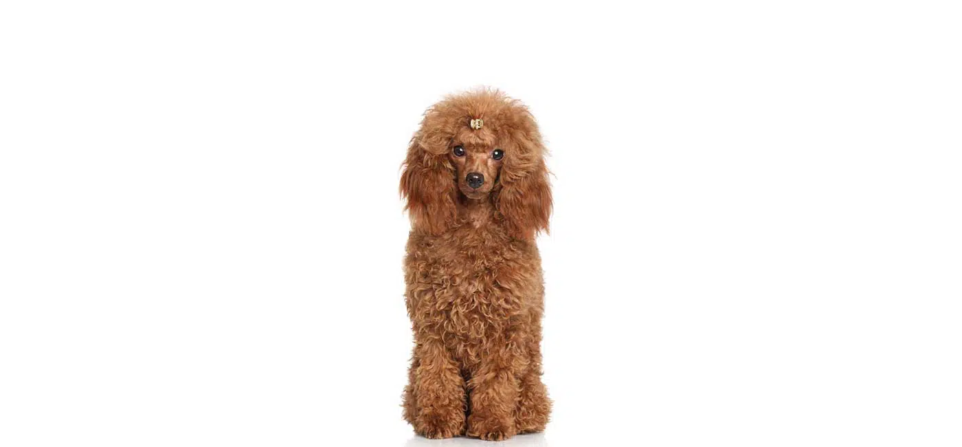 Detail Cavapoo Wurfplanung Nomer 18