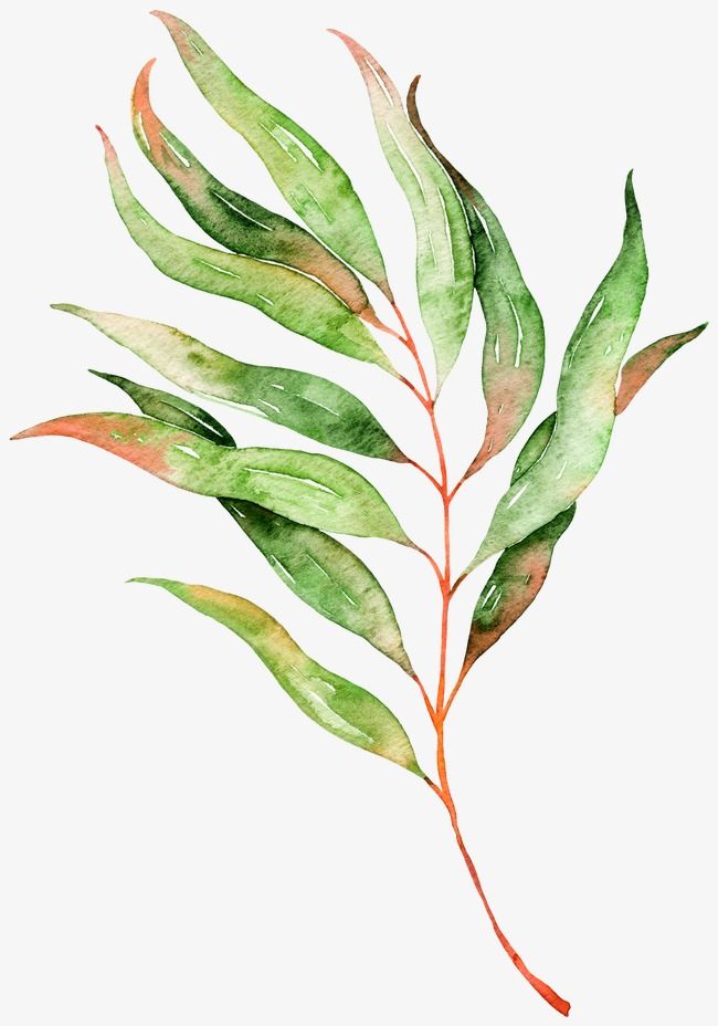 Detail Watercolour Plant Png Nomer 2