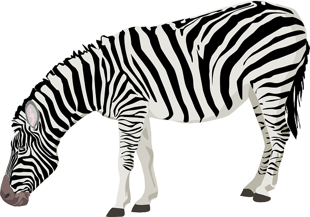 Detail Zebra Vogel Nomer 17