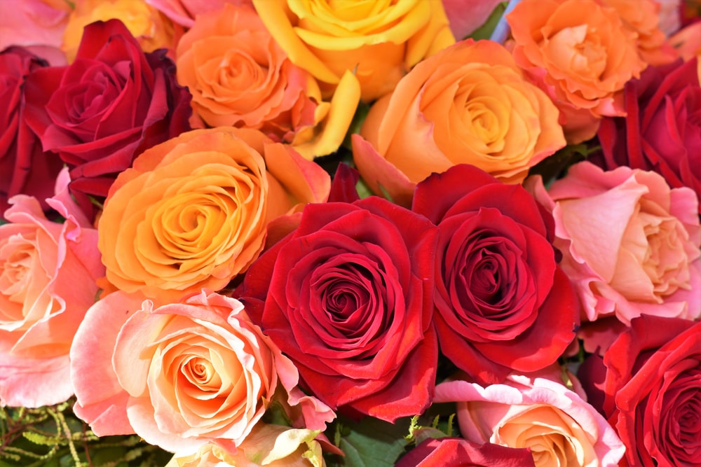 Download Flowers Roses Images Nomer 31