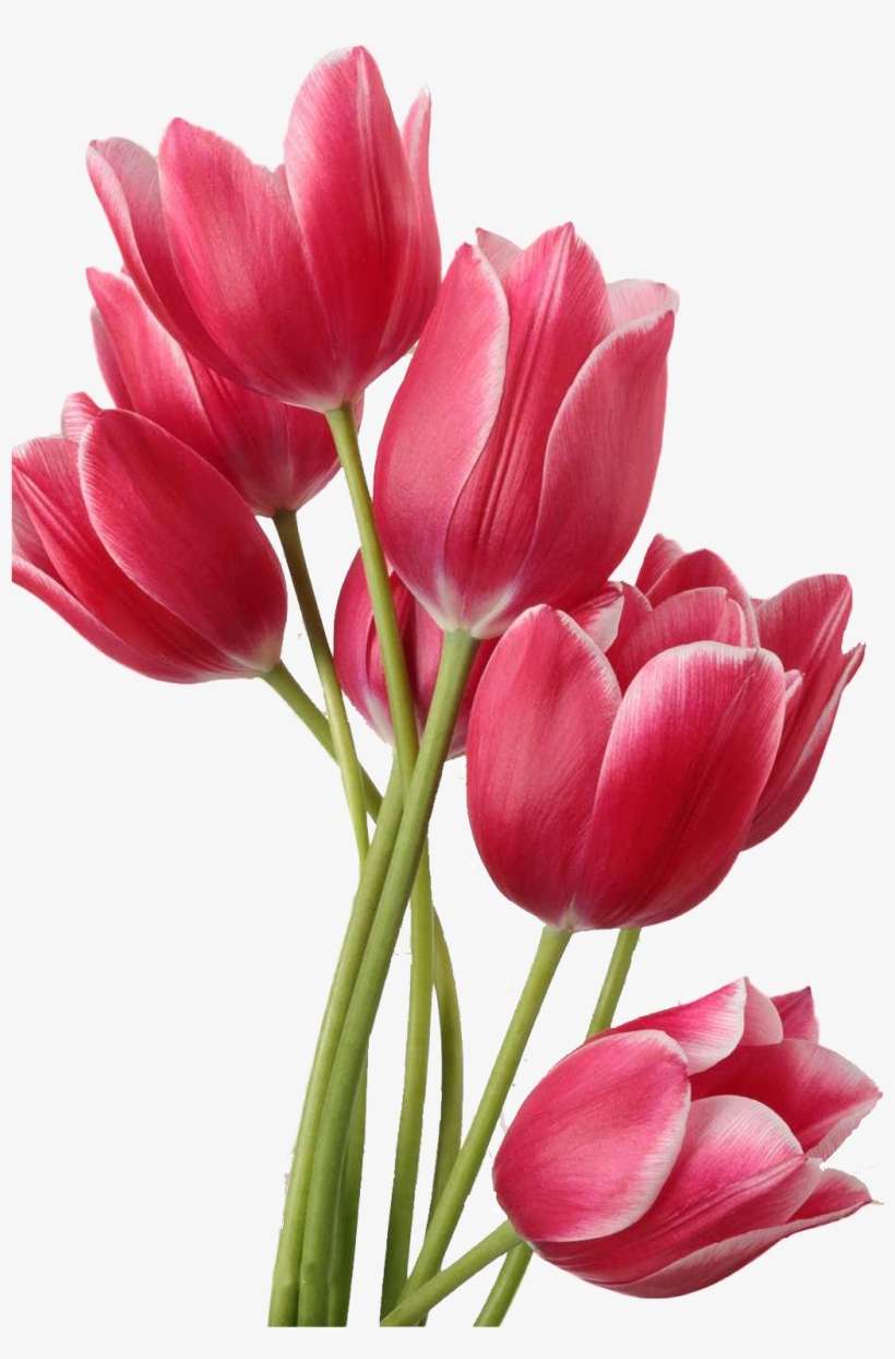 Detail Flowers Tulips Images Nomer 19