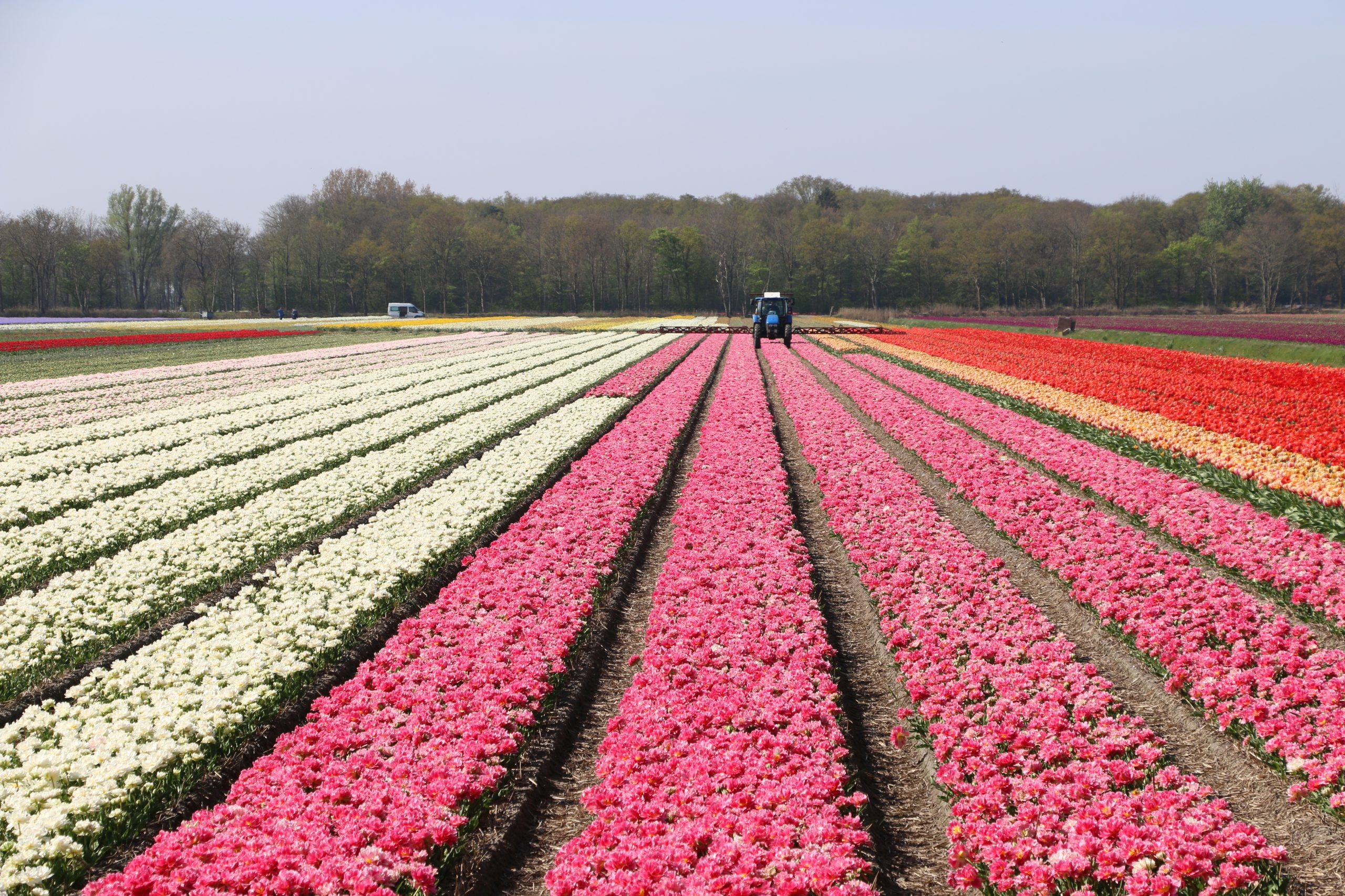 Detail Flowers Tulips Images Nomer 30