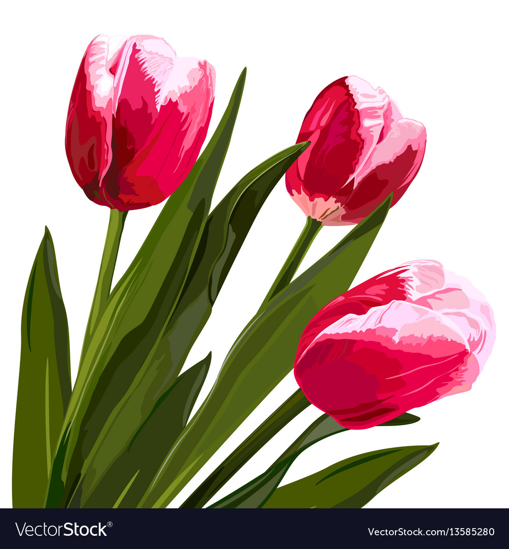 Detail Flowers Tulips Images Nomer 32