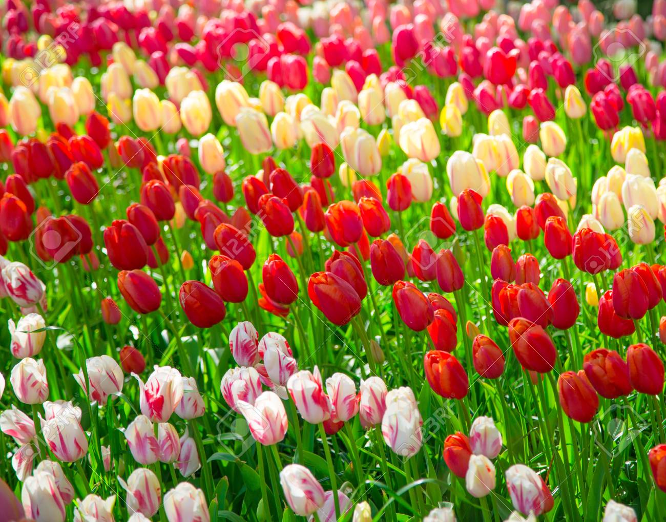 Detail Flowers Tulips Images Nomer 49