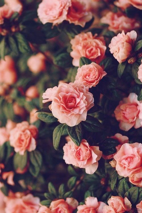 Detail Flowers Tumblr Hd Nomer 43