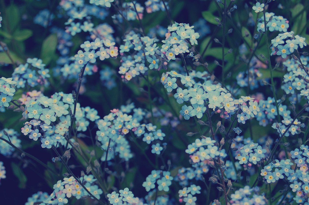 Detail Flowers Wallpaper Tumblr Nomer 50