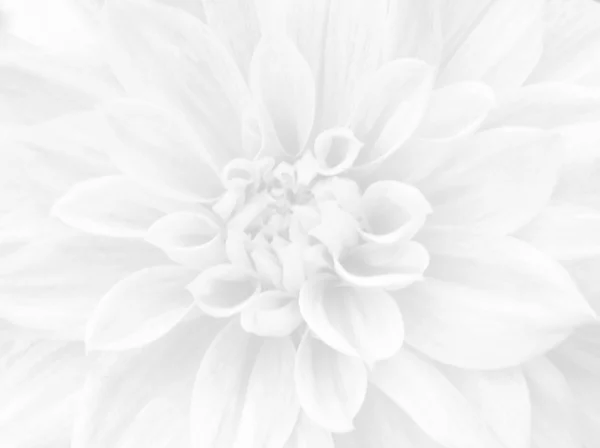 Detail Flowers White Background Nomer 45