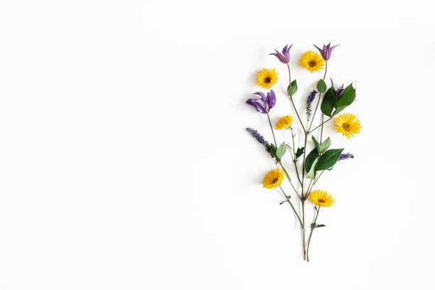 Detail Flowers White Background Nomer 6