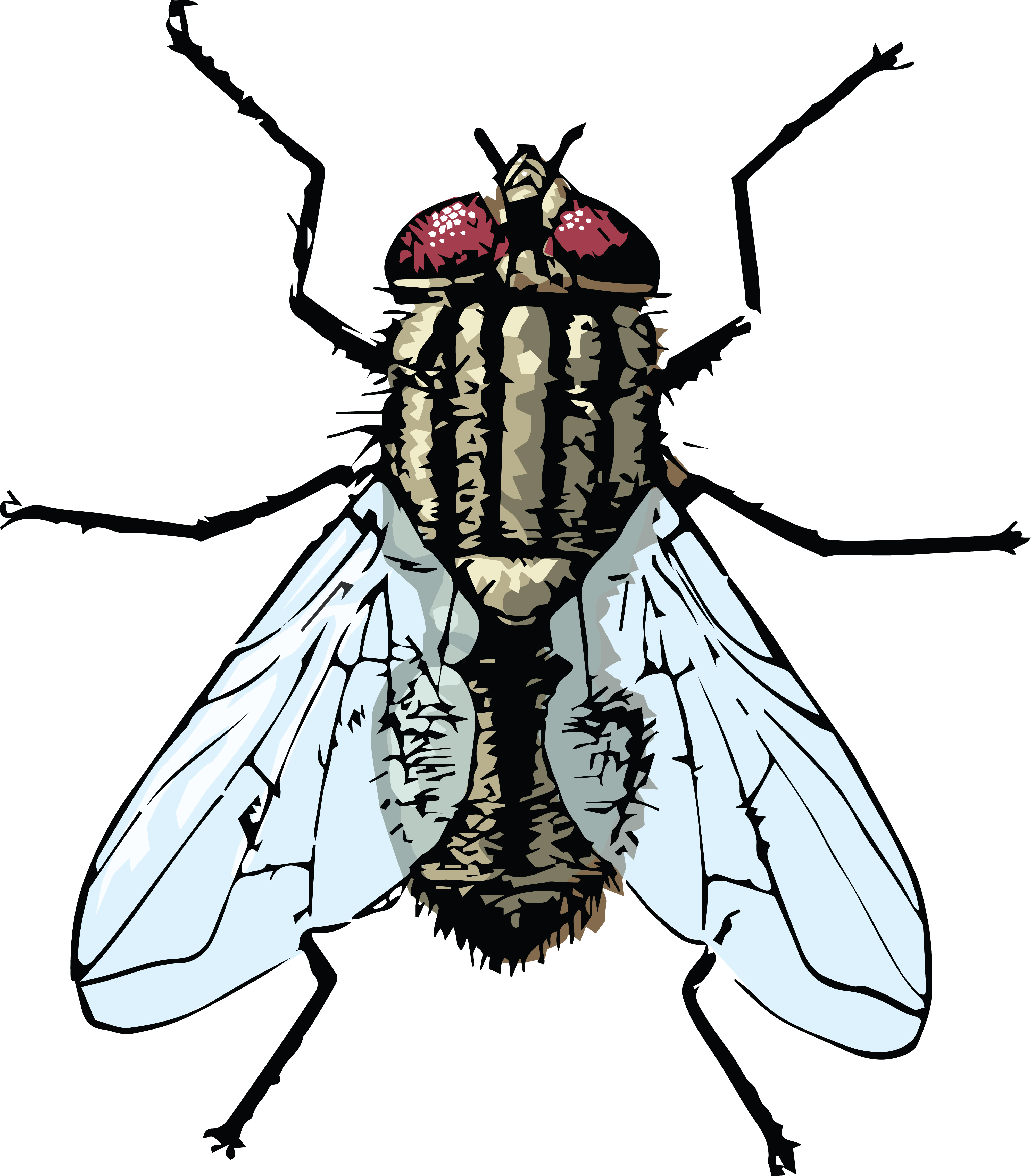 Detail Fly Clipart Nomer 17