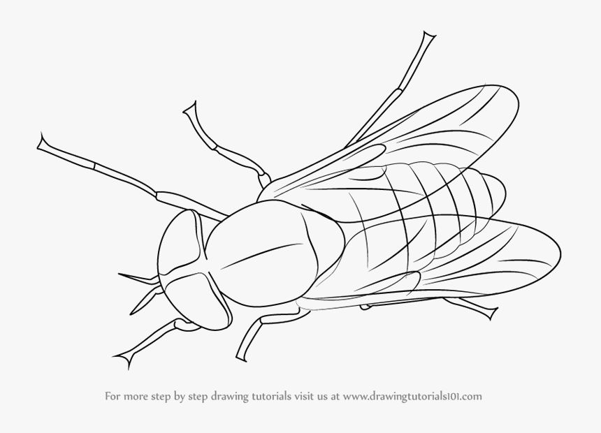 Detail Fly Clipart Black And White Nomer 9