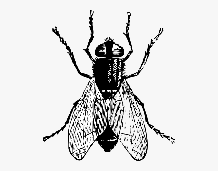 Detail Fly Clipart Black And White Nomer 3