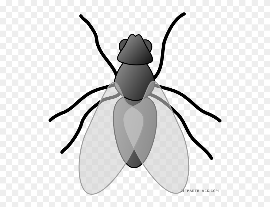 Detail Fly Clipart Black And White Nomer 5