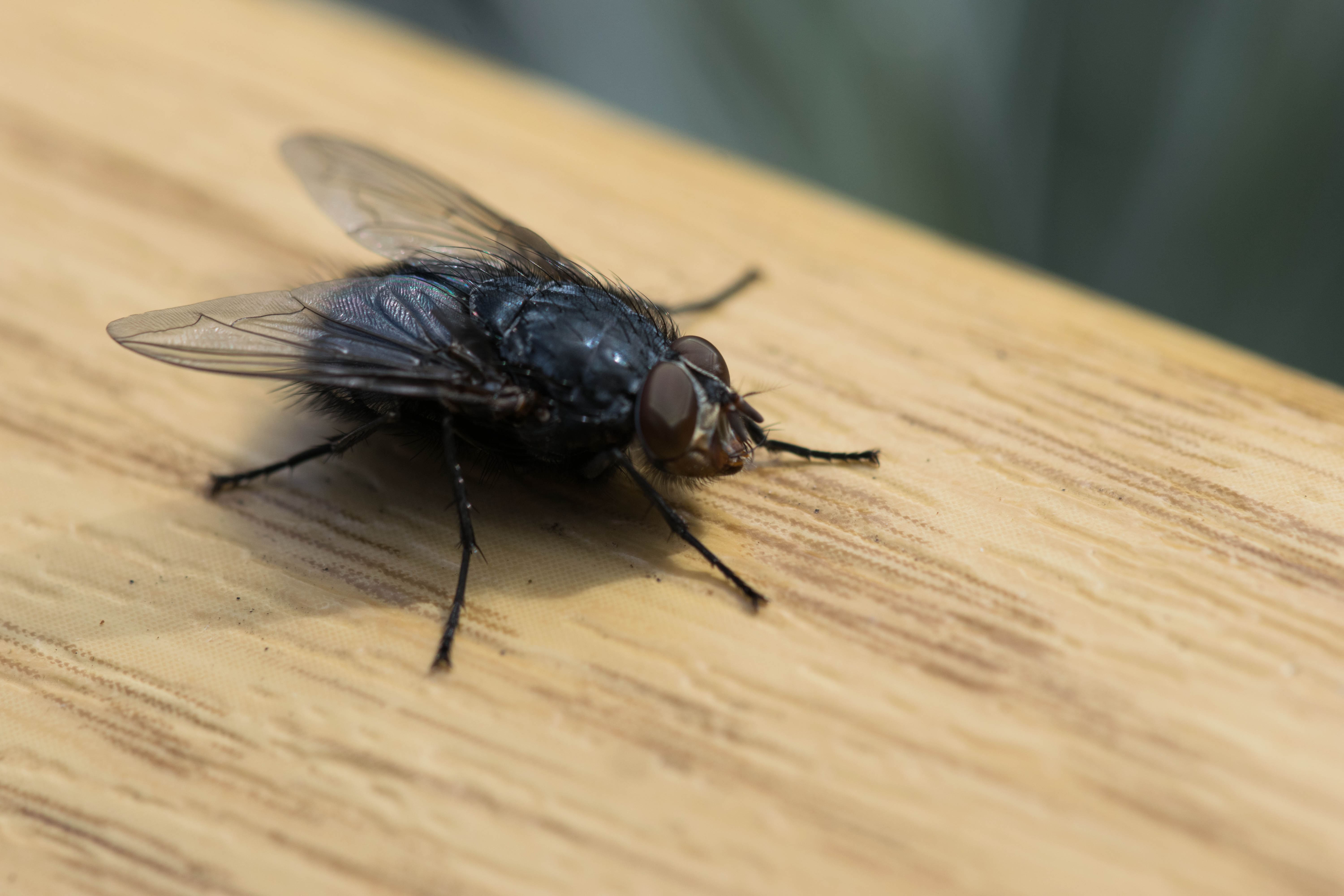 Detail Fly Image Nomer 15