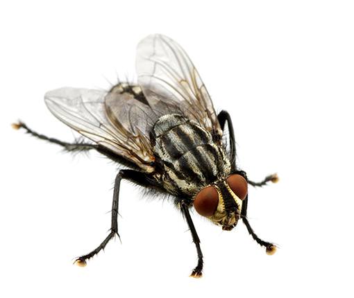 Detail Fly Image Nomer 21