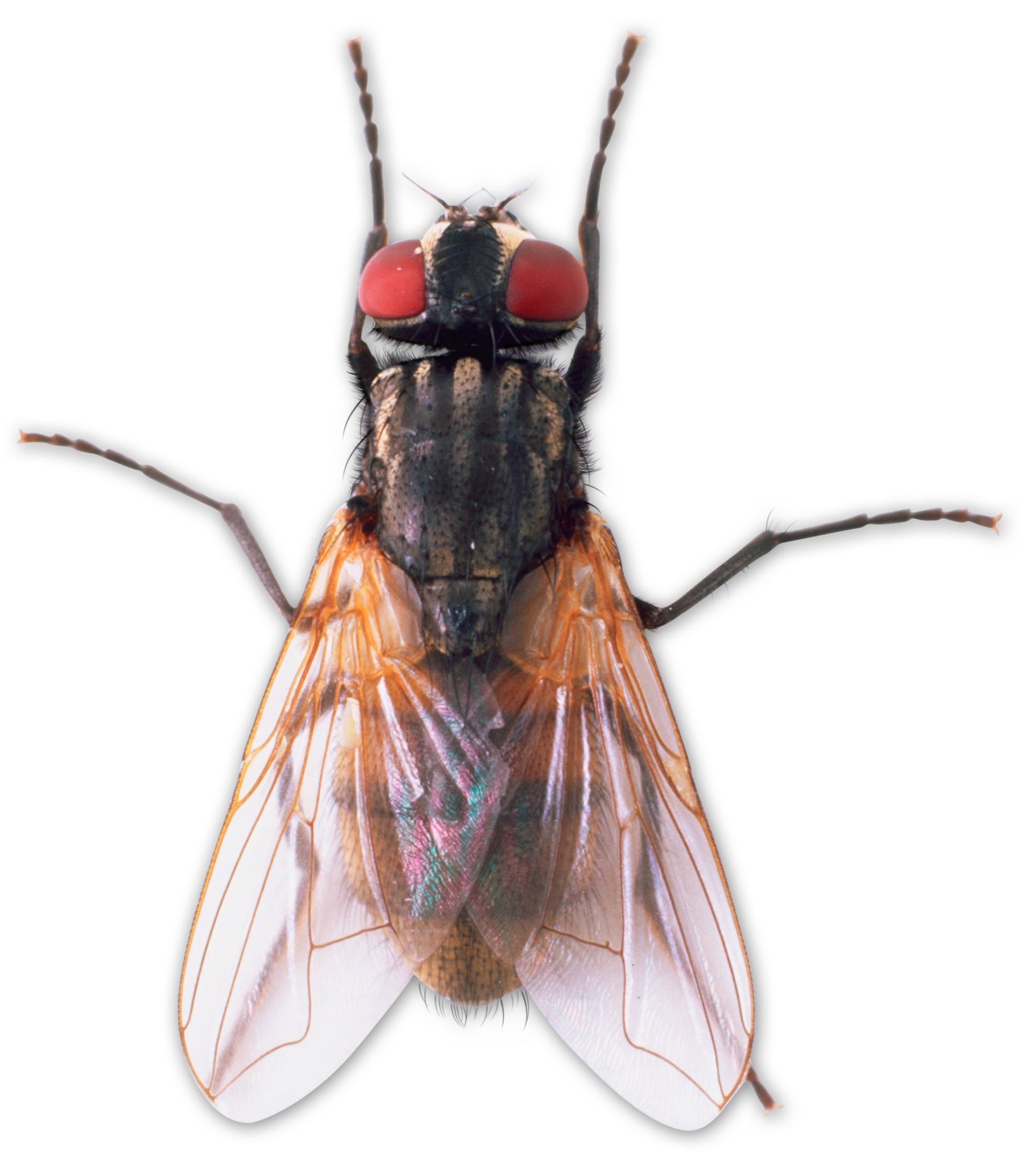 Detail Fly Image Nomer 22