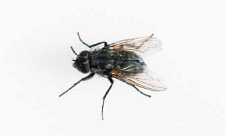 Detail Fly Image Nomer 24