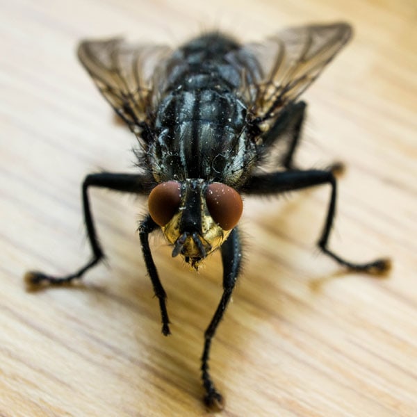 Detail Fly Image Nomer 27